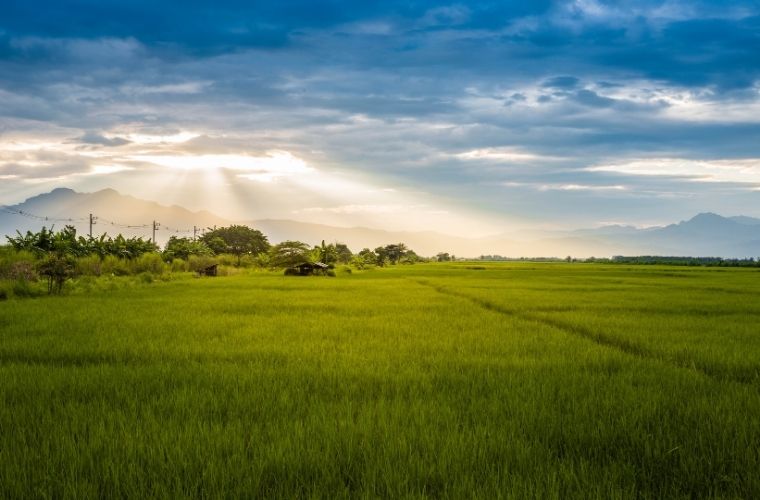 Milli Emlak ihale süreçleri ve devlet arazisi nasıl kiralanır şartları.