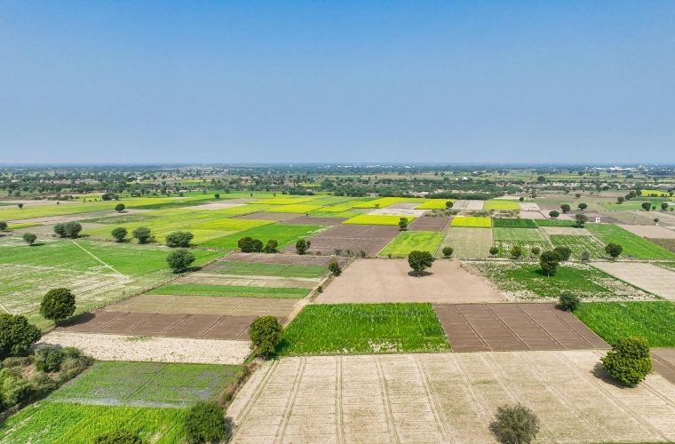 Misini arsa ne demek ve orman vasıflı arazilerin yasal özellikleri.